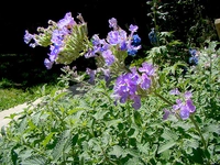 Kedi Nanesi Kullanımı ve Faydaları Nelerdir? Kedi Nanesi Kullanımı ve Faydaları Nelerdir?